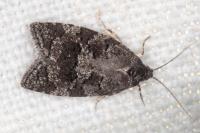 Cnephasia ecullyana