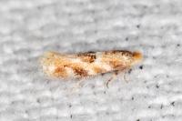 Bucculatrix ulmella