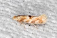 Bucculatrix ulmella