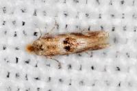 Bucculatrix ulmella