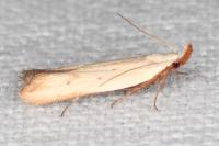Mesophleps silacella