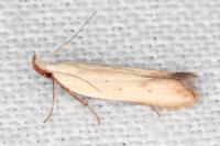 Mesophleps silacella