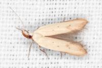Mesophleps silacella