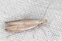 Sophronia semicostella