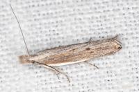 Sophronia semicostella