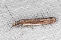 Sophronia semicostella