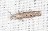Sophronia semicostella