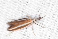 Pleurota aristella