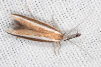 Pleurota aristella