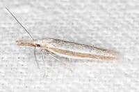 Pleurota ericella