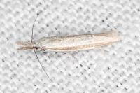 Pleurota ericella