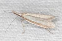 Pleurota pungitiella