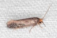 Cephimallota crassiflavella