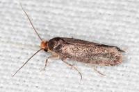 Cephimallota crassiflavella
