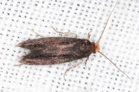 Cephimallota crassiflavella