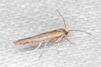 Zelleria hepariella
