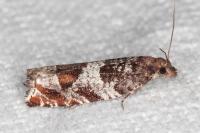Ancylis achatana