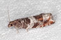 Ancylis achatana