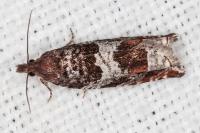 Ancylis achatana