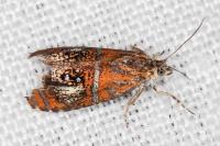 Olethreutes arcuella