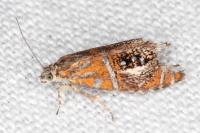 Olethreutes arcuella