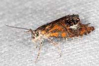 Olethreutes arcuella