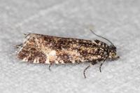 Olethreutes stibiana