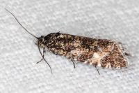 Olethreutes stibiana