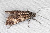 Olethreutes stibiana
