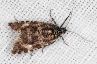 Olethreutes stibiana