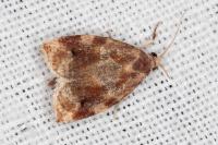 Archips xylosteana