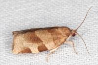 Choristoneura hebenstreitella