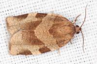 Choristoneura hebenstreitella
