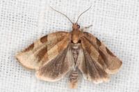 Choristoneura hebenstreitella