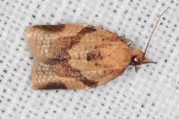 Clepsis consimilana