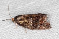 Ptycholoma lecheana