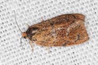 Ptycholoma lecheana