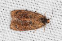 Ptycholoma lecheana