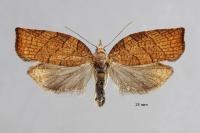 Pandemis corylana