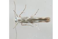 Palumbina guerinii