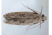 Carpatolechia decorella