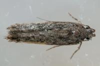 Carpatolechia decorella