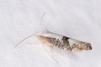 Argyresthia spinosella