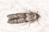 Blastobasis phycidella