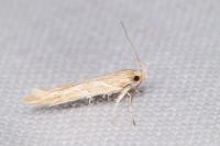 Pyroderces argyrogrammos