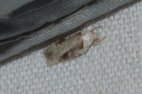 Agonopterix alstroemeriana