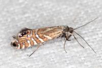 Glyphipterix thrasonella