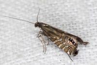 Glyphipterix thrasonella