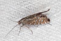 Glyphipterix thrasonella