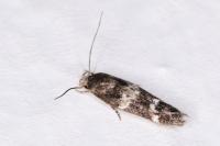 Mompha subbistrigella